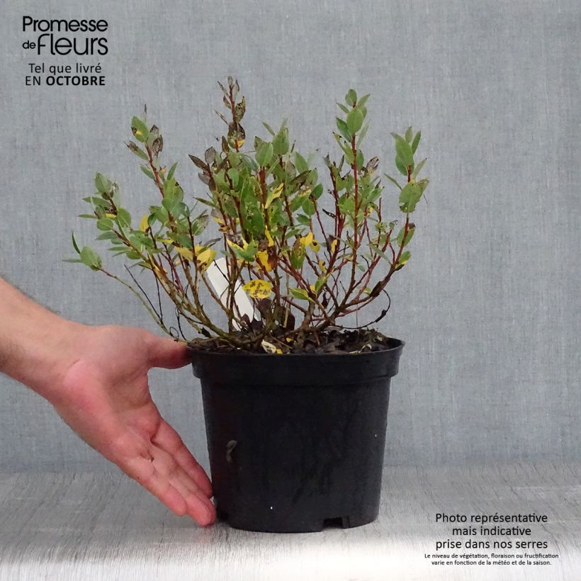 Example of Salix hastata Wehrhahnii - Saule hasté Pot de 2L/3L as you get in automne