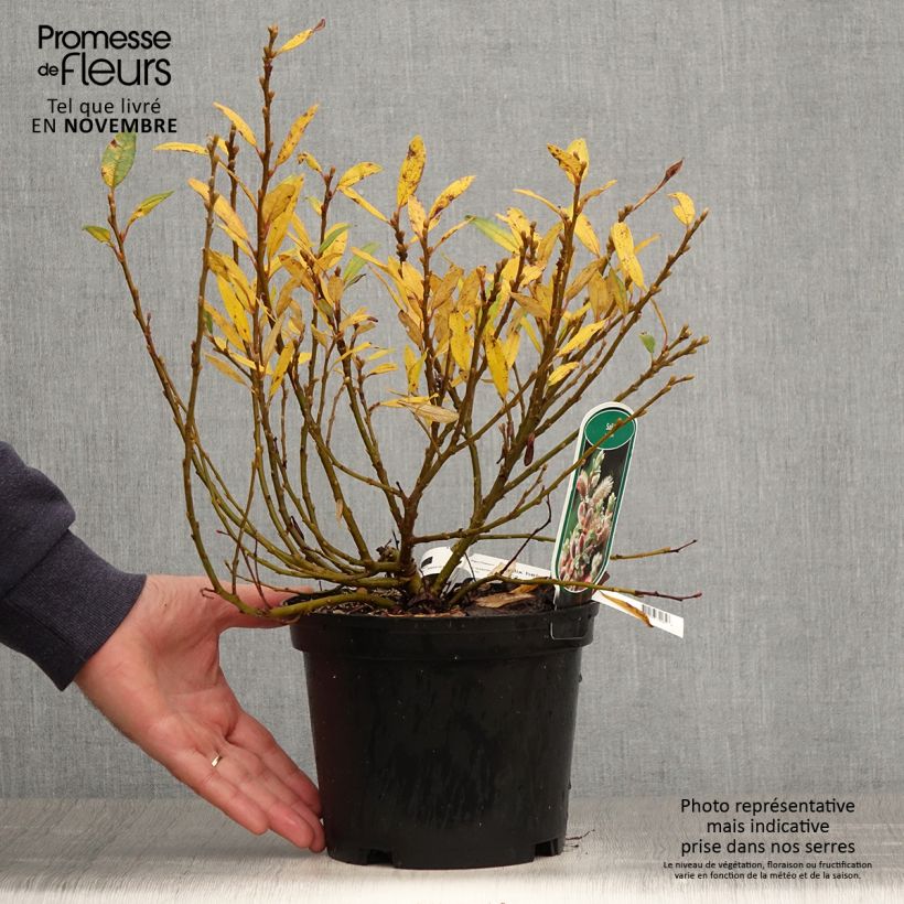 Example of Salix helvetica - Saule de Suisse Pot de 2L/3L as you get in automne