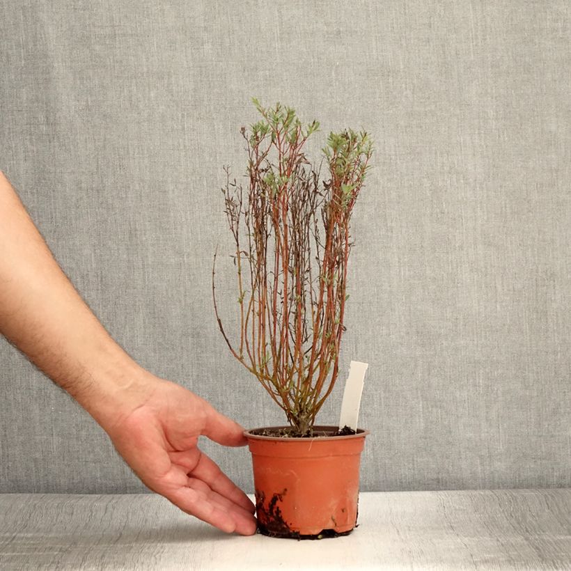 Example of Salix purpurea Nana - Saule pourpre Godet de 8/9 cm as you get in ete