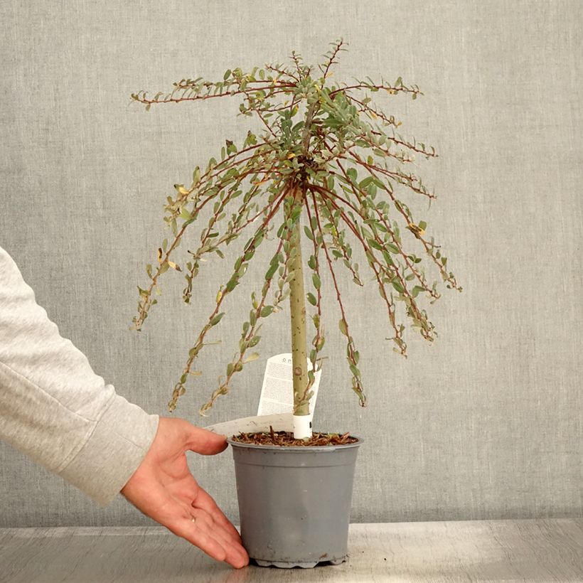 Example of Salix repens Armando - Saule rampant Pot de 1,5L/2L, Mini-tige as you get in automne