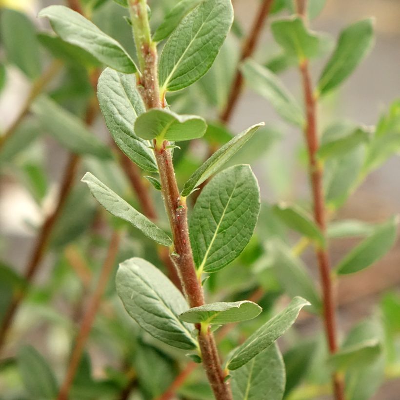 Salix repens - Saule rampant (Foliage)