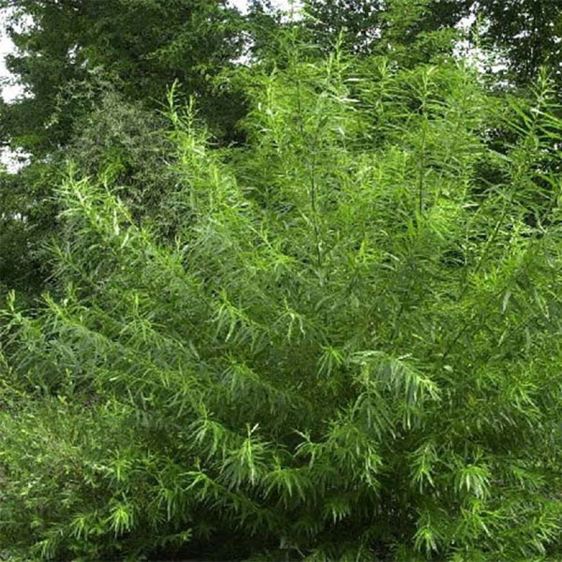 Salix viminalis - Saule des vanniers (Plant habit)