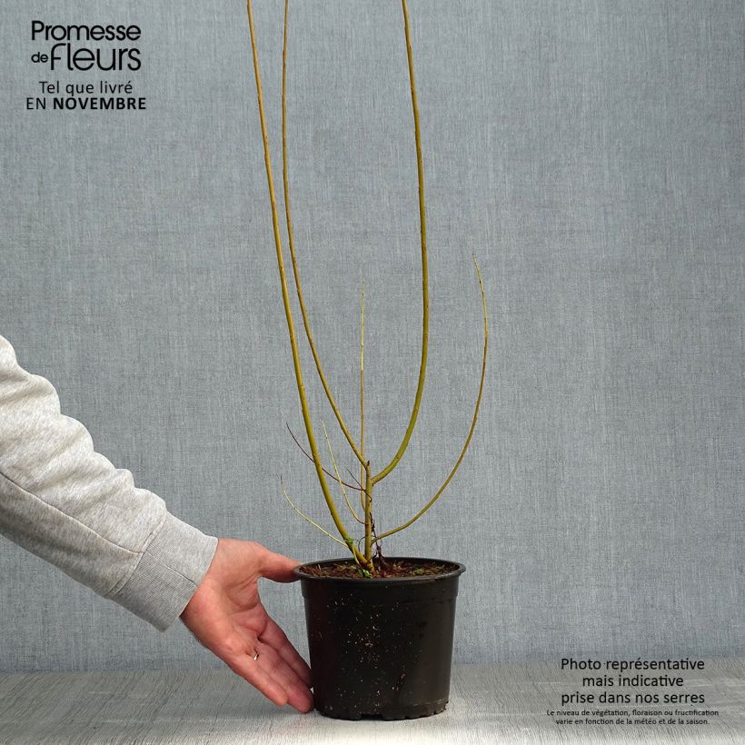 Example of Salix viminalis - Saule des vanniers Pot de 1,5L/2L as you get in automne