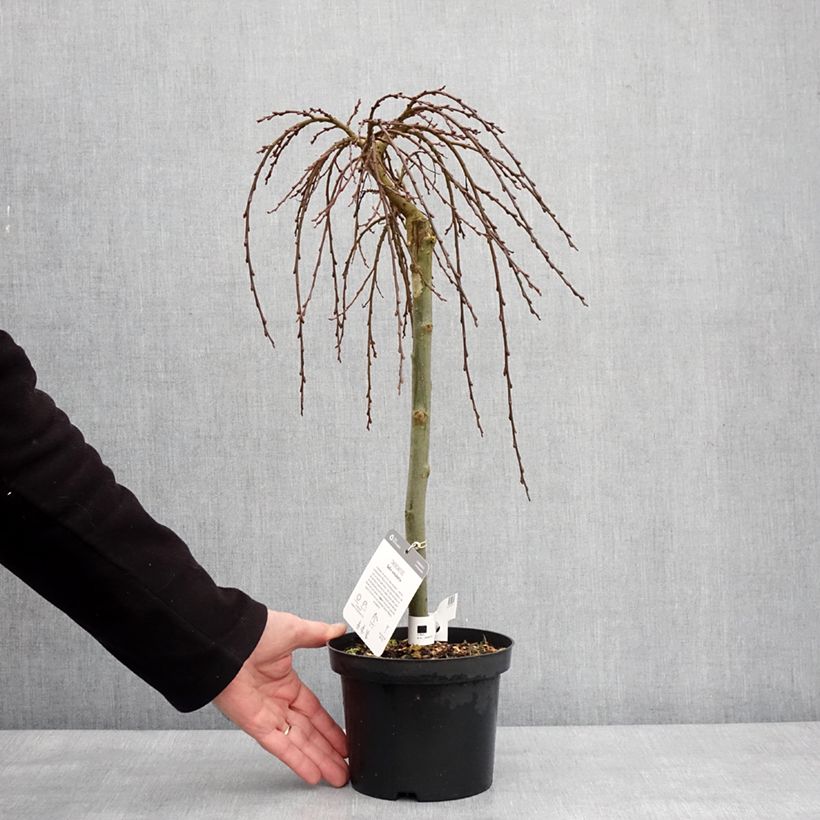 Example of Salix (x) simulatrix - Saule nain Pot de 2L/3L, Tige as you get in hiver