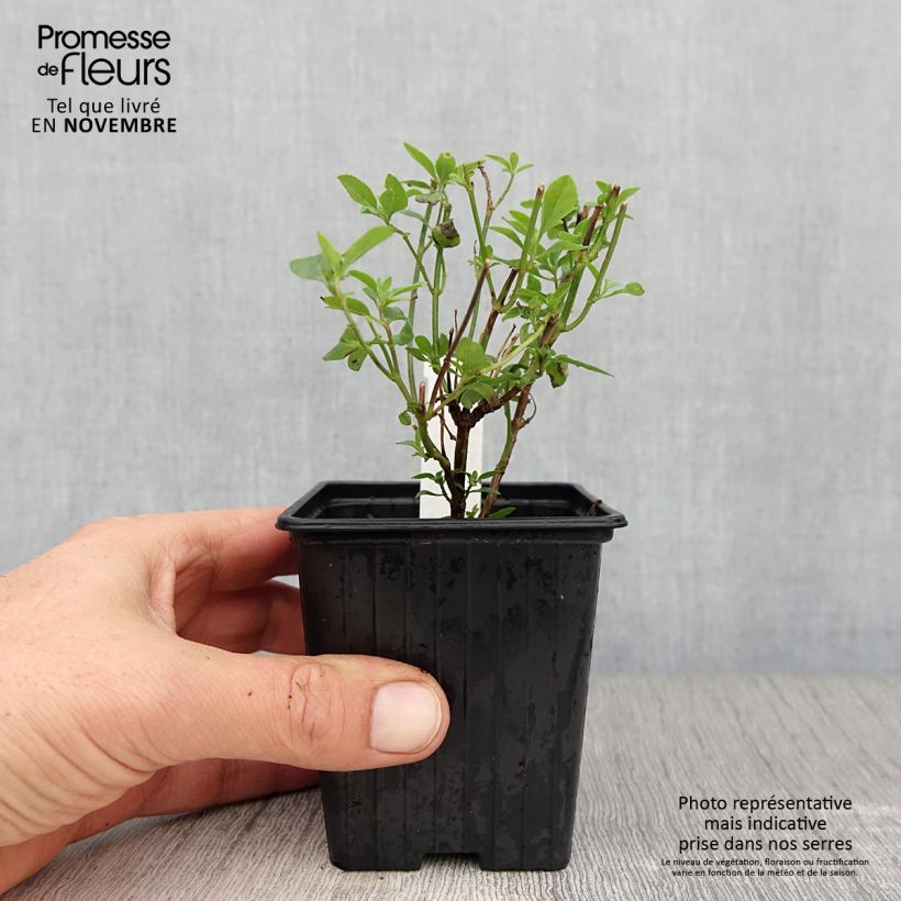 Example of Salvia microphylla Delice Aquamarine - sauge arbustive Godet de 8/9 cm as you get in automne