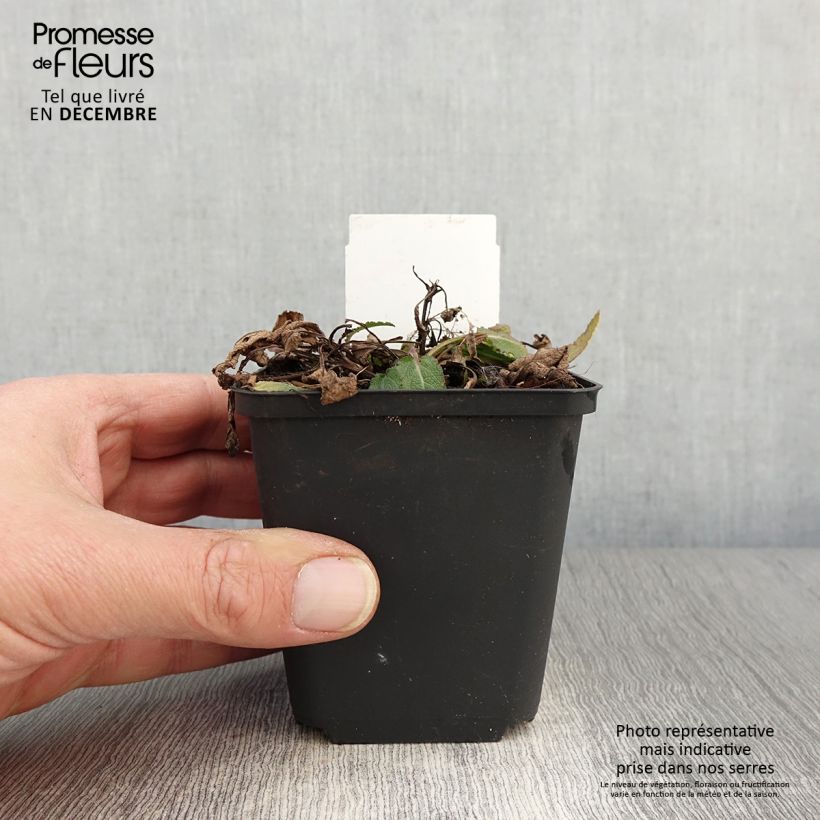 Example of Salvia nemorosa Blue Bouquetta - Sauge des bois Godet de 8/9 cm as you get in automne