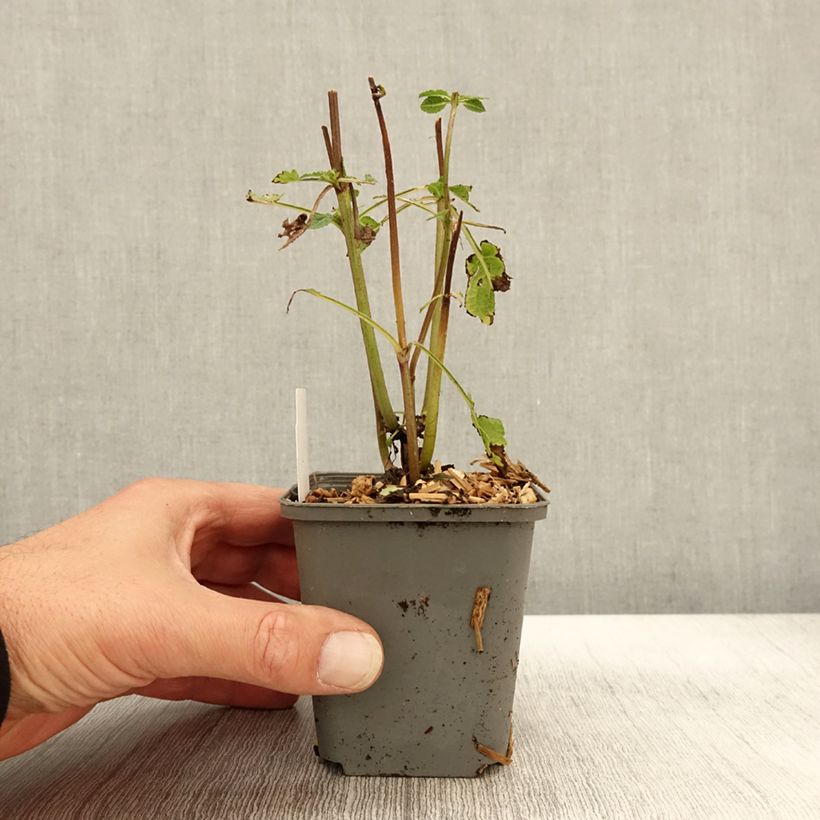 Example of Salvia nemorosa Blue Marvel - Sauge des bois Godet de 8/9 cm as you get in automne