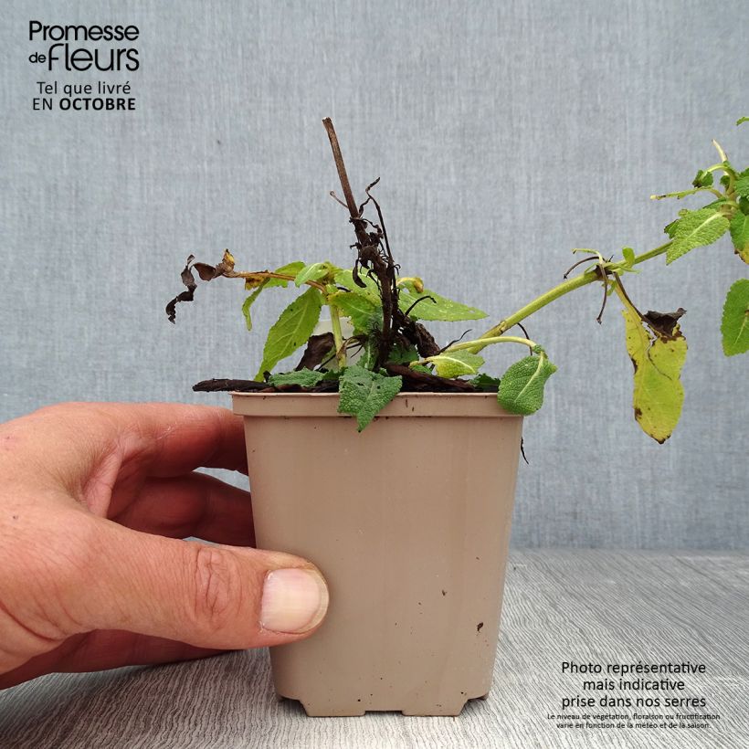 Example of Salvia nemorosa Bumblesky Godet de 8/9 cm as you get in automne