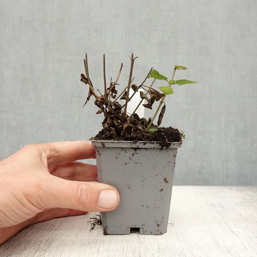 Example of Salvia nemorosa Caradonna Compact - Sauge des bois Godet de 8/9 cm as you get in automne