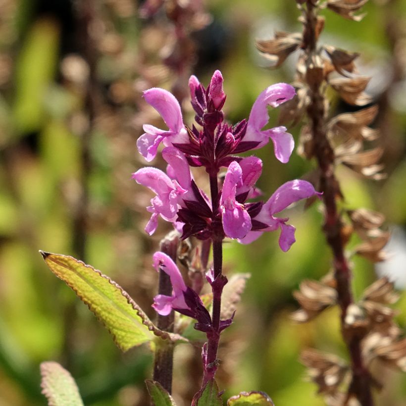Salvia nemorosa Katsjing - Sauge des bois (Flowering)
