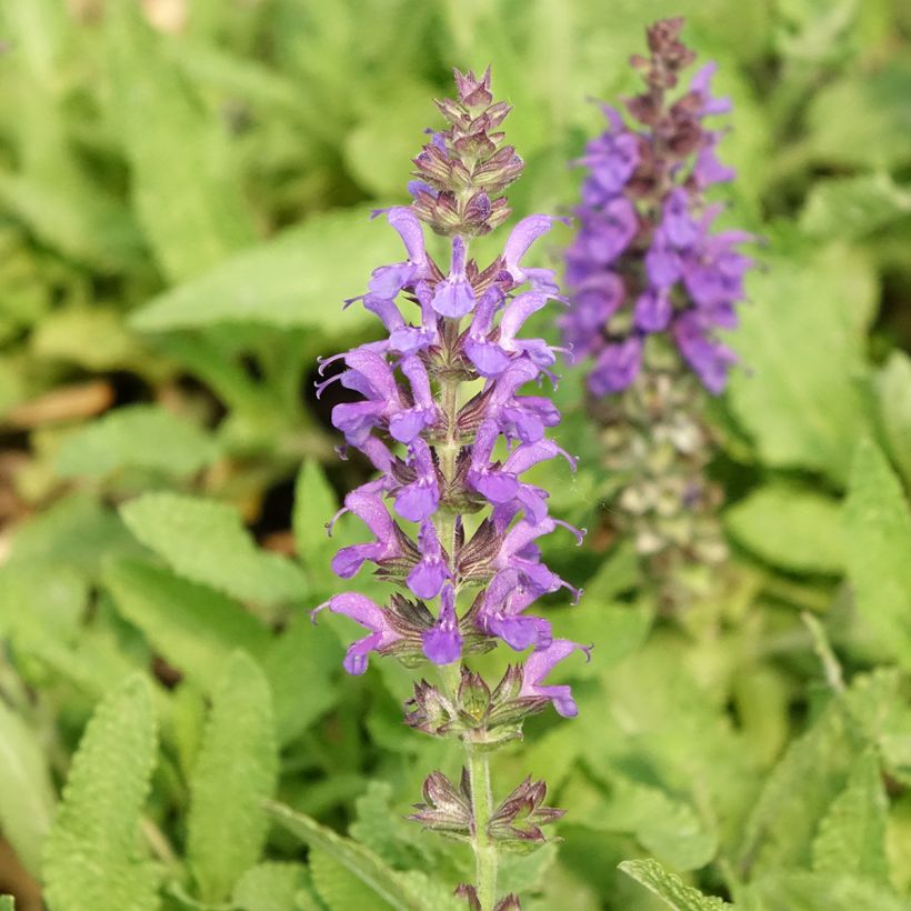 Salvia nemorosa Marcus Haeumanarc - Sauge des bois (Flowering)