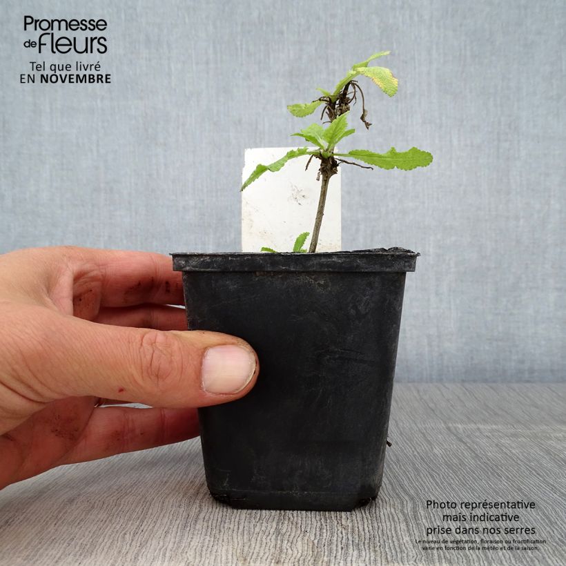 Example of Salvia nemorosa Marcus Haeumanarc - Sauge des bois Godet de 8/9 cm as you get in automne