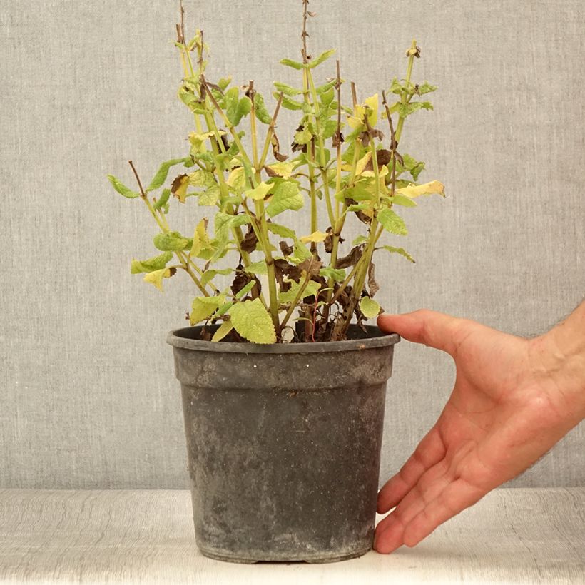 Example of Salvia nemorosa Marcus Haeumanarc - Sauge des bois Pot de 2L/3L as you get in ete