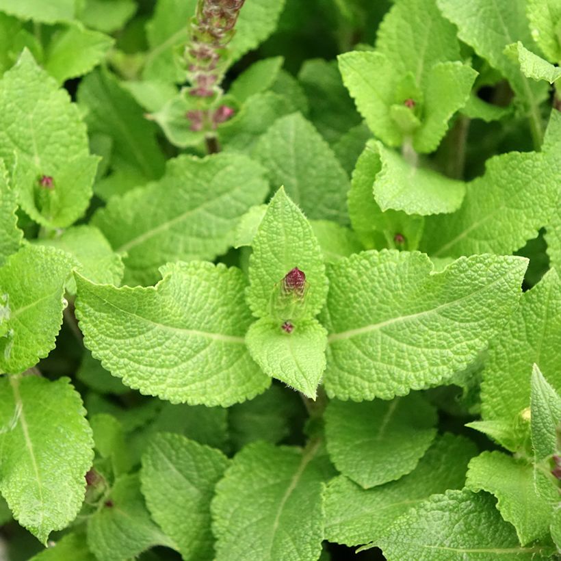 Salvia nemorosa Midnight Rose - Sauge des bois (Foliage)