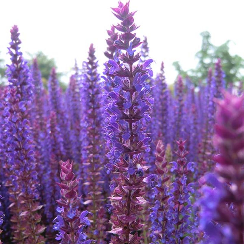 Salvia nemorosa Ostfriesland - Sauge des bois (Flowering)