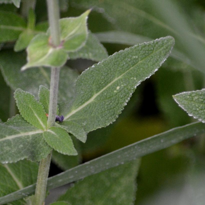 Salvia nemorosa Ostfriesland - Sauge des bois (Foliage)
