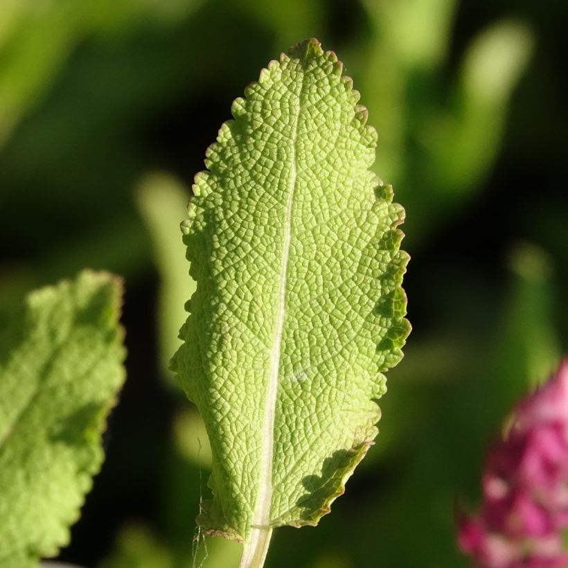 SALVIA nemorosa Rose Queen (Rosakönigin) - Sauge des bois  (Foliage)