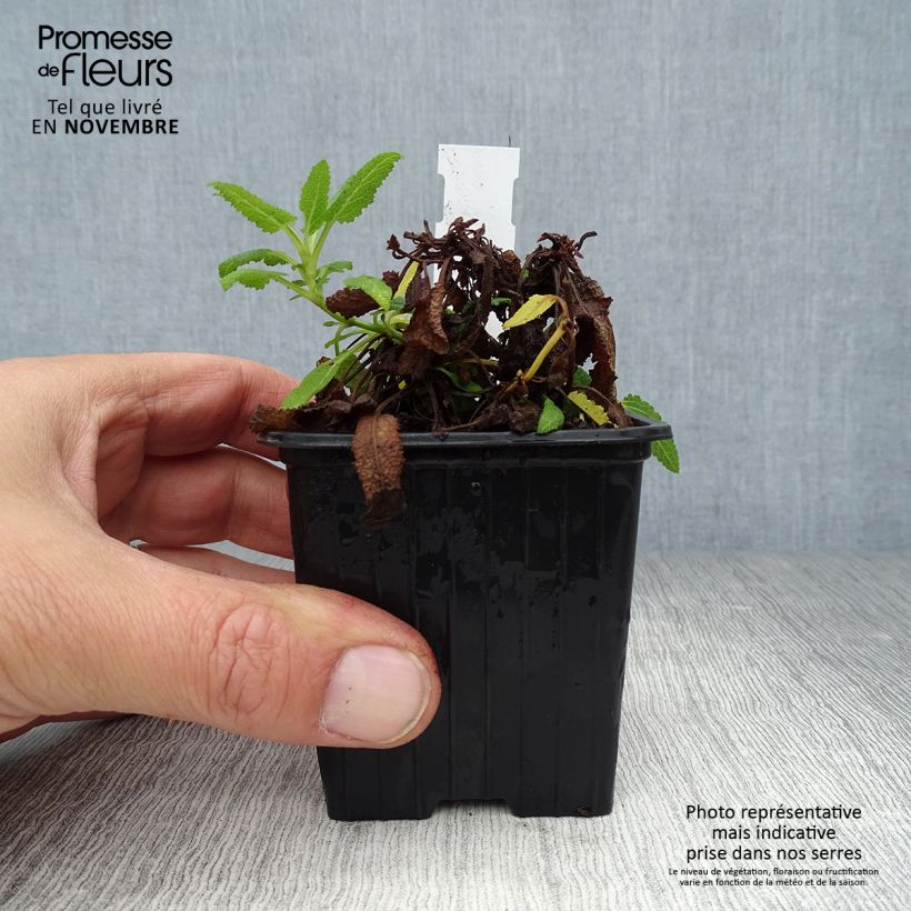 Example of Salvia nemorosa Schneehügel - Sauge des bois Godet de 8/9 cm as you get in automne