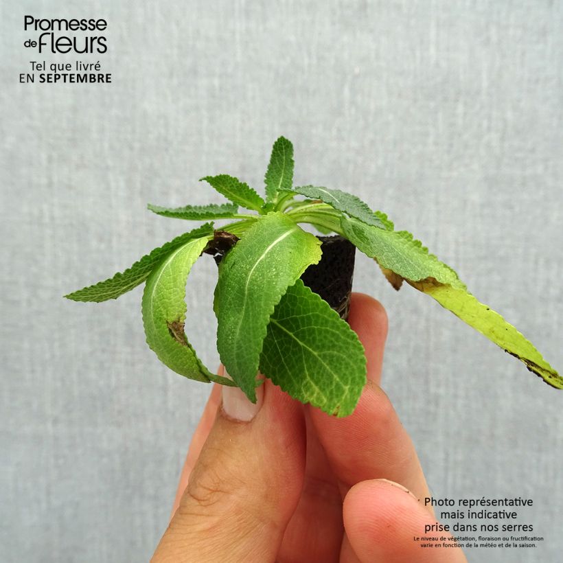 Example of Salvia nemorosa Sensation Deep Blue - Sauge des bois Mini-motte Ø 3/4 cm as you get in automne