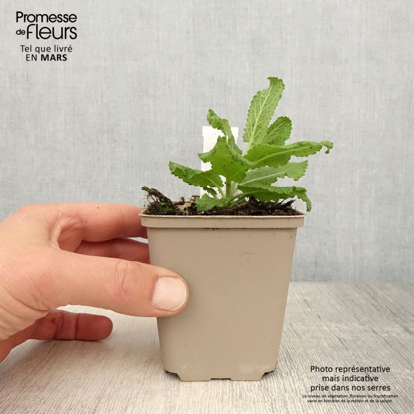 Example of Salvia nemorosa Sensation White - Sauge des bois Godet de 8/9 cm as you get in printemps