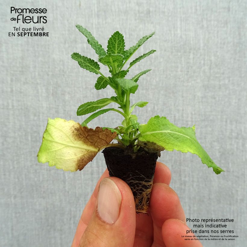 Example of Salvia nemorosa Sensation White - Sauge des bois Mini-motte Ø 3/4 cm as you get in automne