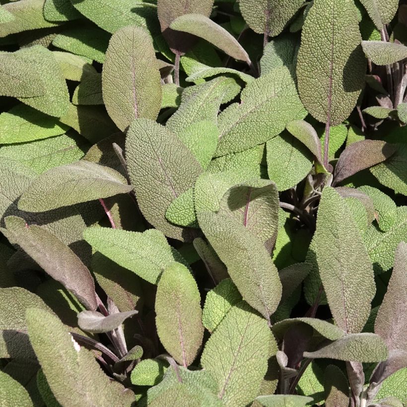 Sauge officinale Purpurascens - Sauge pourpre (Foliage)