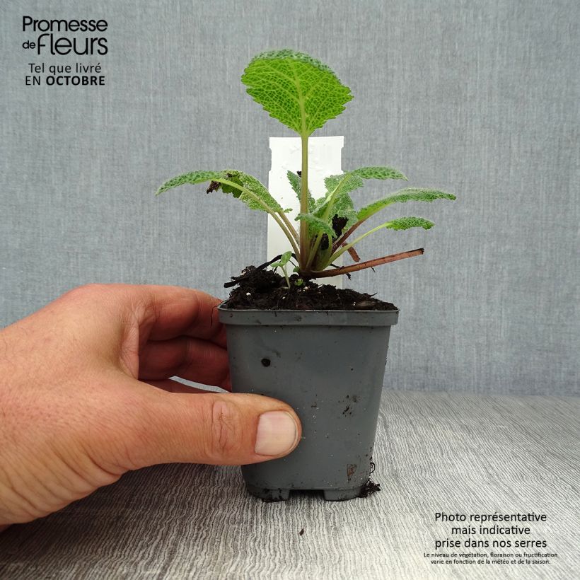 Example of Salvia patens - Sauge gentiane Godet de 7/8 cm as you get in automne