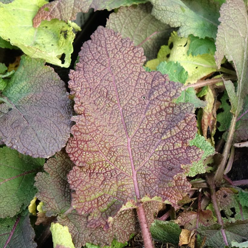 Salvia pratensis Rose Rhapsody - Sauge des près (Foliage)