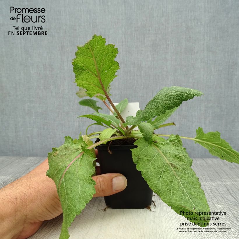 Example of Salvia pratensis Rose Rhapsody - Sauge des près Godet de 8/9 cm as you get in automne