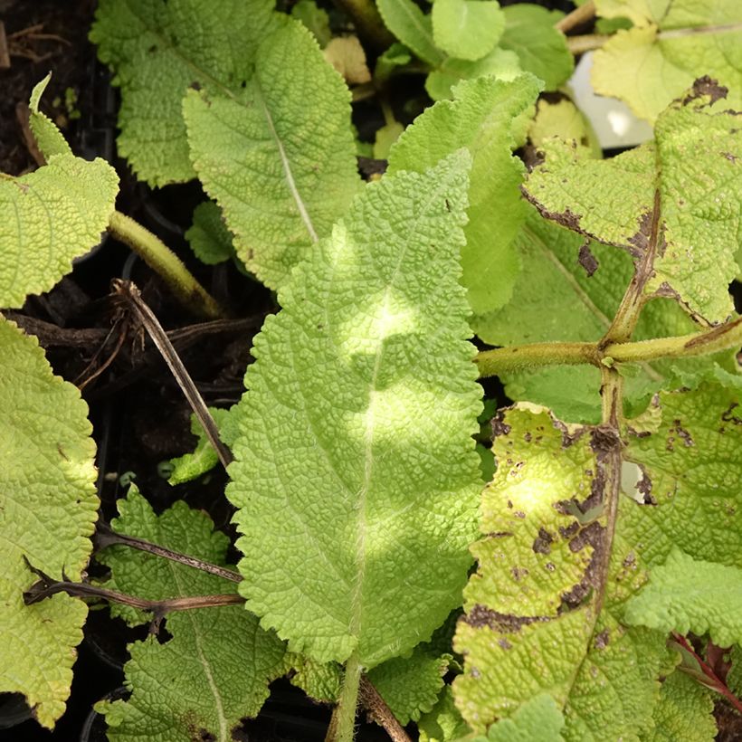 Salvia pratensis Sky Dance - Sauge des près (Foliage)