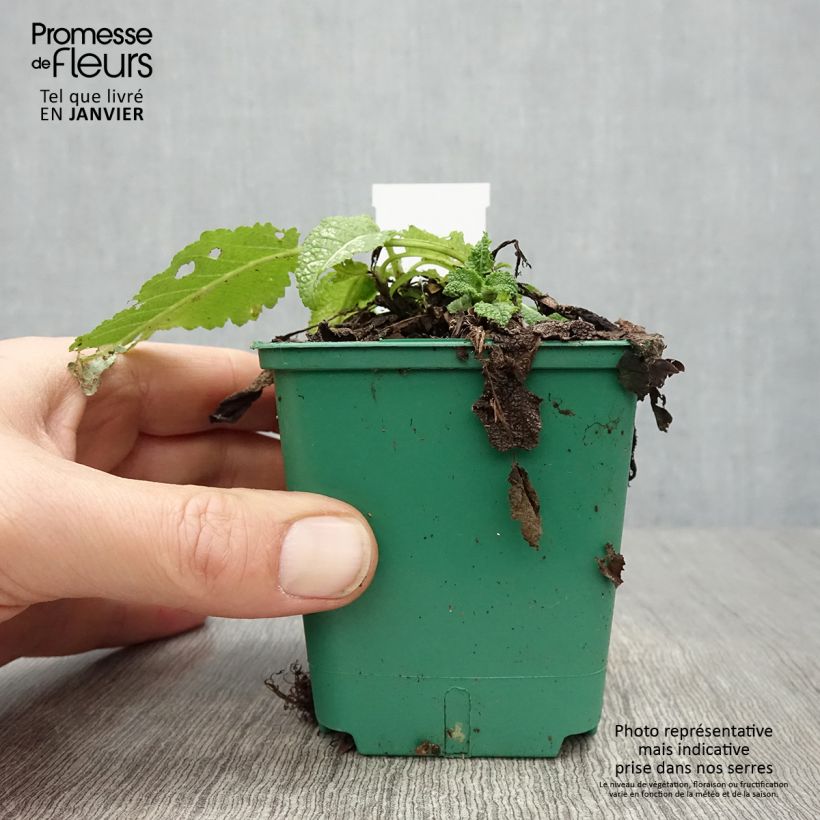 Example of Salvia pratensis Swan Lake - Sauge des près Godet de 8/9 cm as you get in hiver