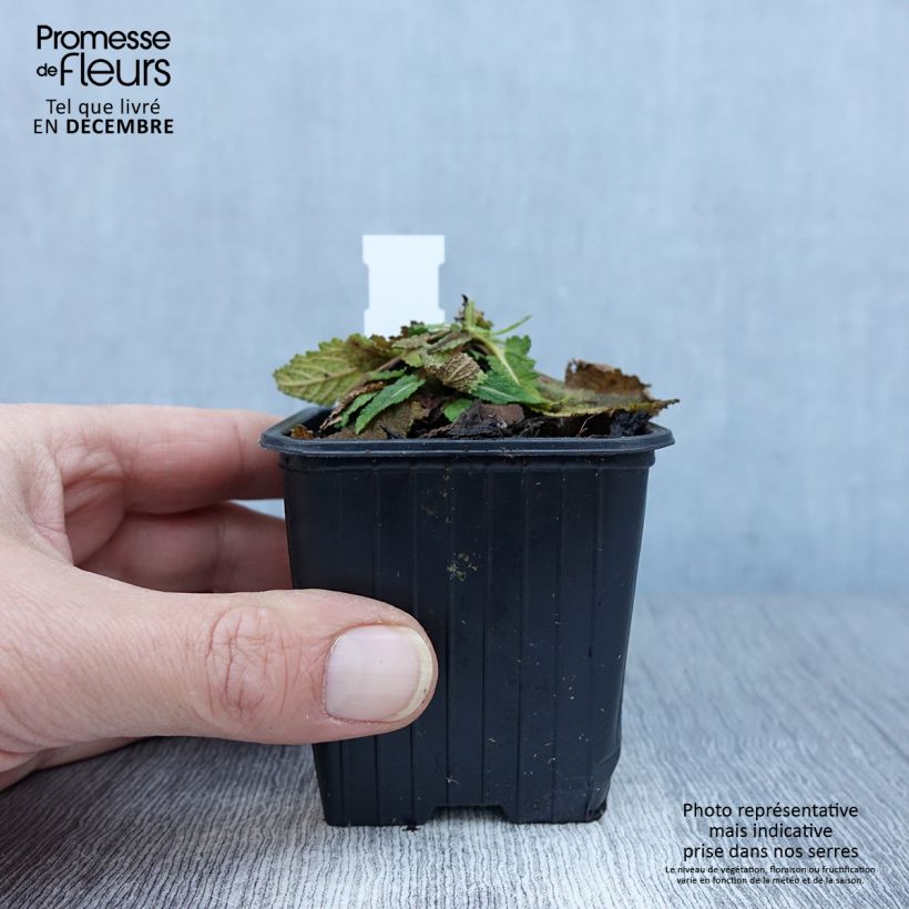 Example of Salvia pratensis Vanity Flair - Sauge des près  Godet de 8/9 cm as you get in automne