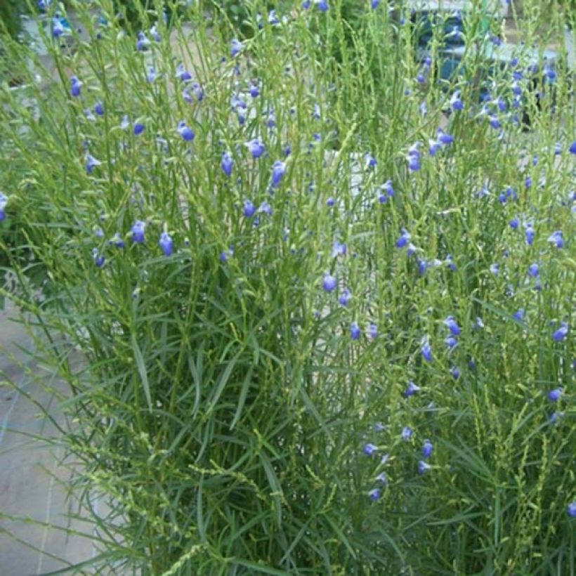 Salvia reptans West Texas form - Sauge cobalt  (Plant habit)