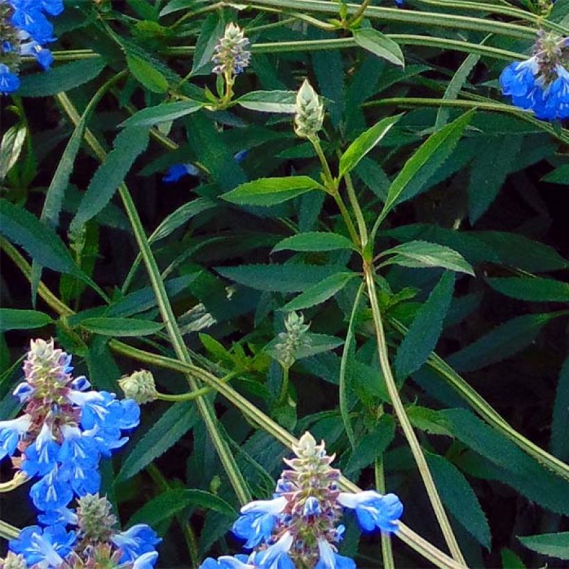 Salvia uliginosa African Skies - Sauges des marais (Foliage)