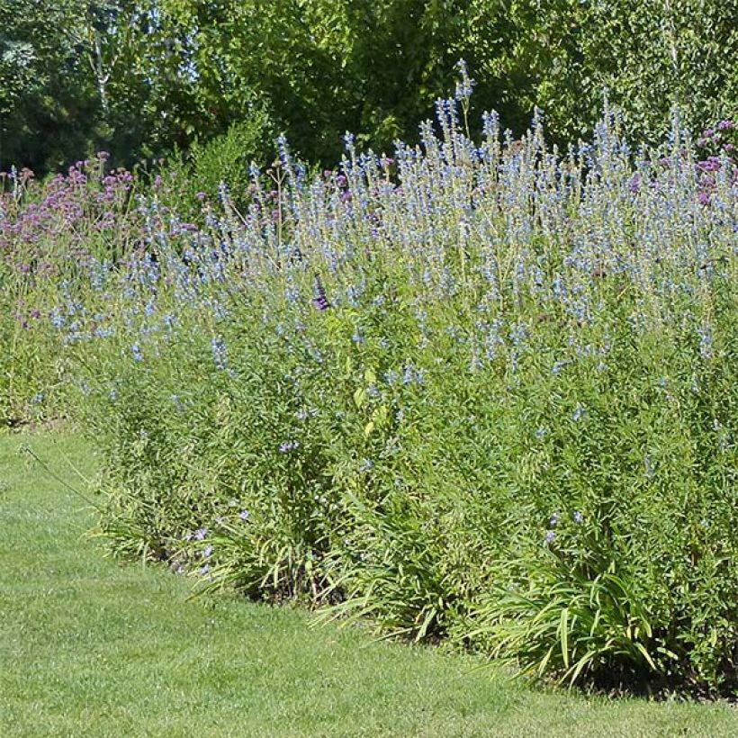 Salvia uliginosa African Skies - Sauges des marais (Plant habit)