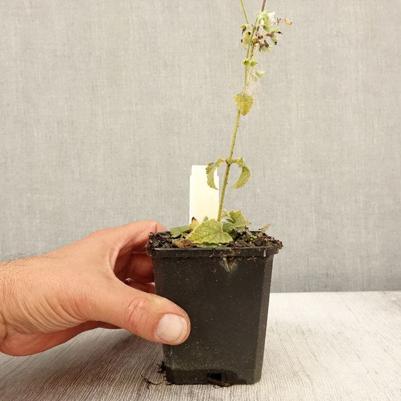 Example of Salvia verticillata Alba - Sauge verticillée Godet de 8/9 cm as you get in automne