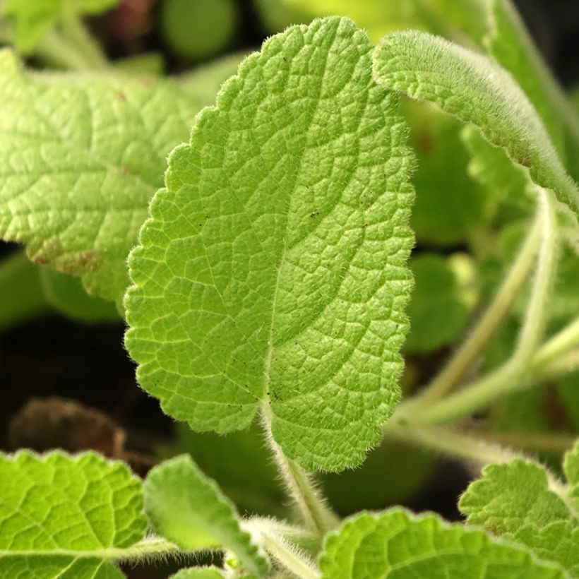 Salvia verticillata Hannay's Blue - Sauge verticillée. (Foliage)