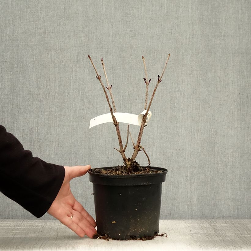 Example of Sambucus Chocolate Marzipan - sureau Pot de 3L/4L as you get in automne