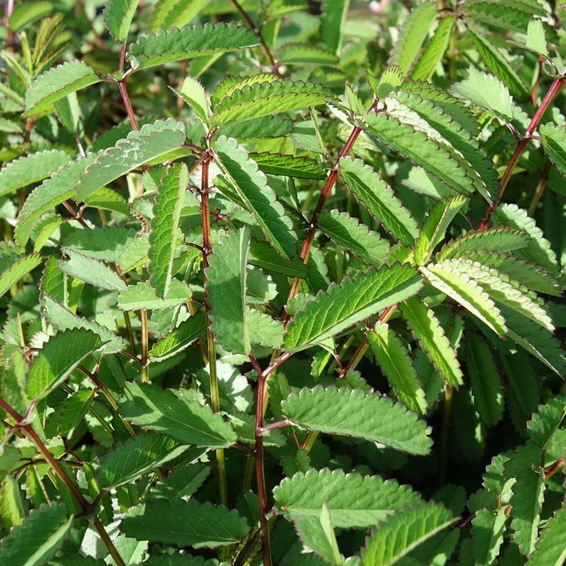 Sanguisorba Plum Drops - Pimprenelle (Foliage)
