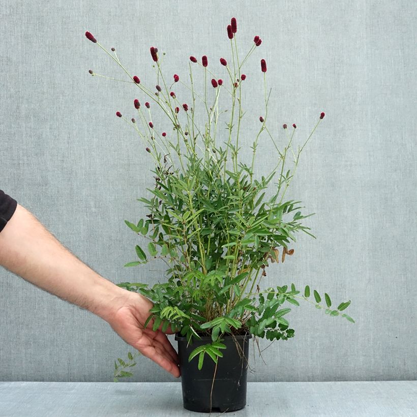 Example of Sanguisorba Plum Drops - Pimprenelle Pot de 1,5L/2L as you get in ete