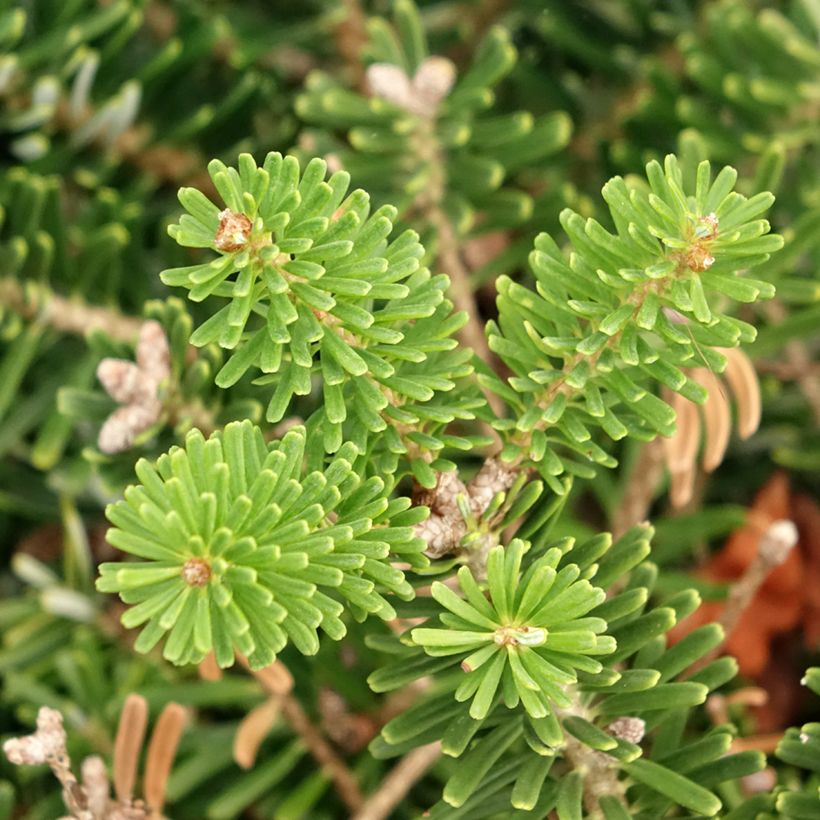 Sapin de Corée nain - Abies koreana Green Carpet (Foliage)