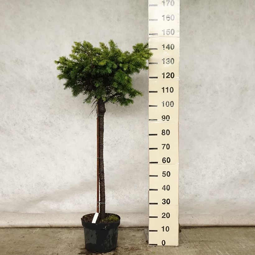 Example of Sapin de Douglas - Pseudotsuga menziesii Fletcheri Pot de 7,5L/10L, Tige as you get in ete