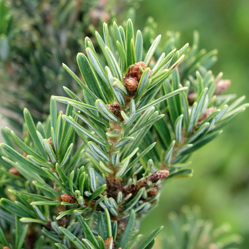 Sapin de Nordmann - Abies nordmanniana Kulista (Foliage)