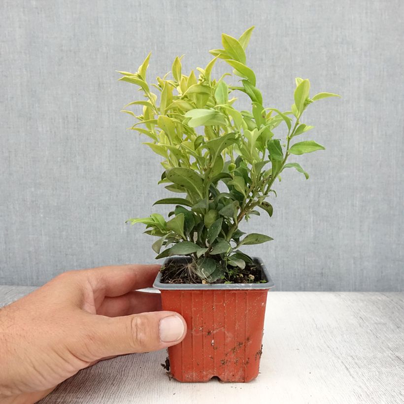 Example of Sarcococca confusa Godet de 8/9 cm as you get in ete