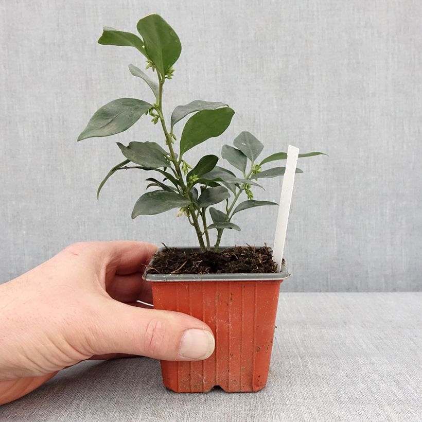 Example of Sarcococca hookeriana humilis Godet de 8/9 cm as you get in hiver