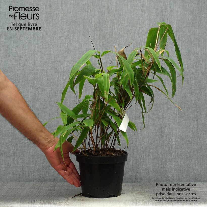 Example of Sasa tessellata - Bambou nain Pot de 3L/4L as you get in automne