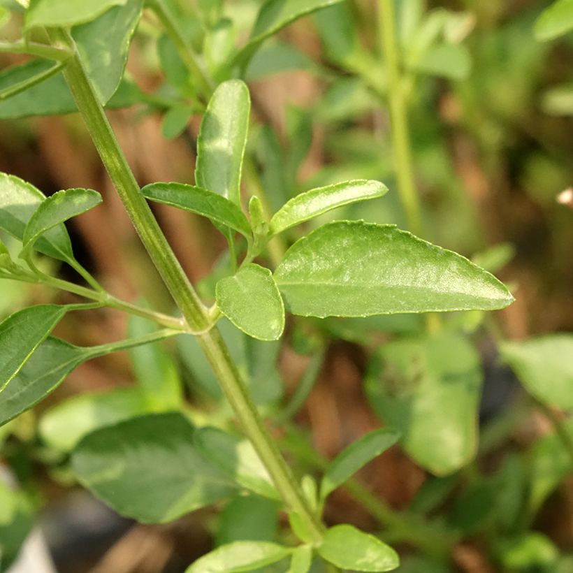 Sauge arbustive Belle de Loire - Salvia jamensis (Foliage)