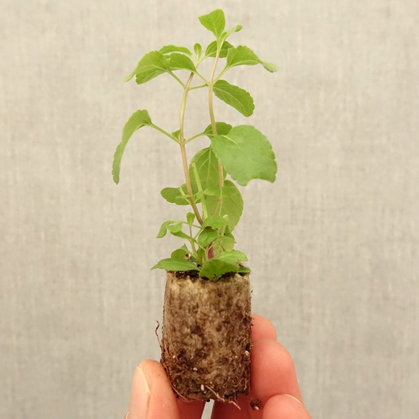 Example of Sauge arbustive Cerro Potosi - Salvia microphylla Mini-motte Ø 3/4 cm as you get in printemps