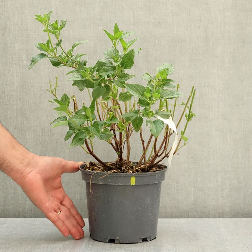 Example of Sauge arbustive Cerro Potosi - Salvia microphylla Pot de 2L/3L as you get in ete