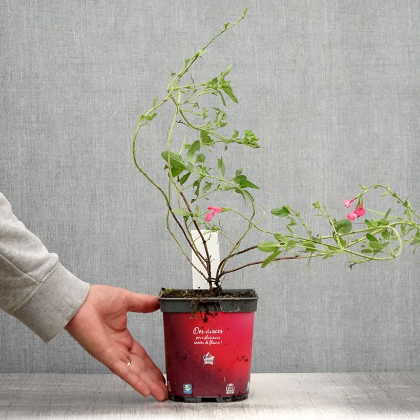 Example of Sauge arbustive Flammenn ® - Salvia jamensis Pot de 2L/3L as you get in ete